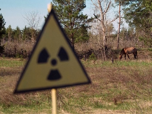 Од катастрофе до природног резервата: Како је Чернобиљ оживео без људи