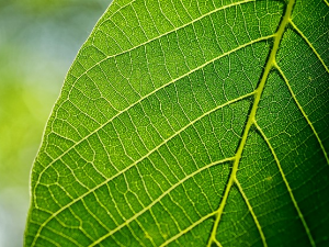 Свирај свирче – Лист