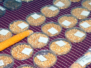 Од заборава до баште – нова шанса за старе сорте војвођанског поврћа