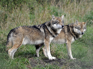 Како је радиоактивни рајски врт створио чернобиљске супервукове