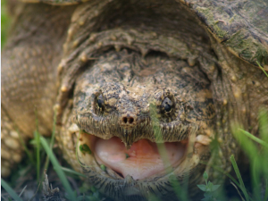 Опасне корњаче познате и као "killer" виђене код Рима