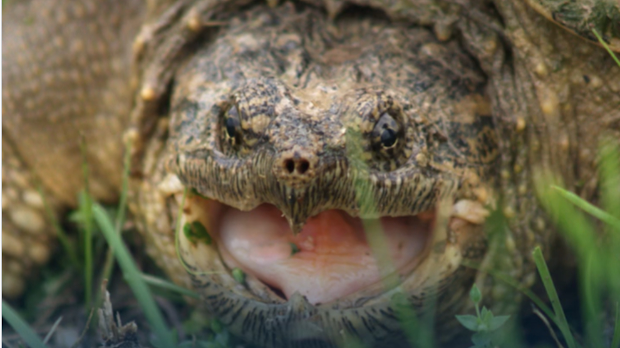 Опасне корњаче познате и као 