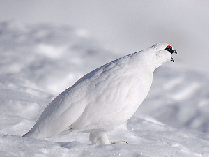 Дивља Словенија