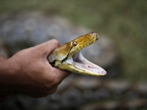 Шоу са змијама завршио се трагично – кобра усмртила туристу из Немачке у Хургади