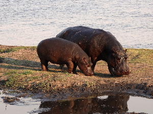Индијски милијардер нуди уточиште за Ескобарове „кокаинске нилске коње" 