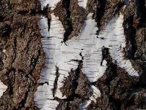 Смола брезе није била само "праисторијски лепак" - јесу ли је неандерталци користили и као лек 