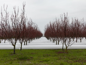 Међа: Први у Србији примењен систем за грејање воћњака топлим ваздухом