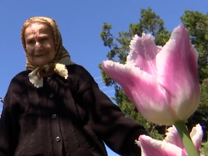 Лале за дуговечност – бака Луција ни у 96. години не одустаје од потраге за новим нијансама цвета