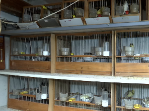 Да ли је Крушевац родни град светске звезде – канаринца славујара