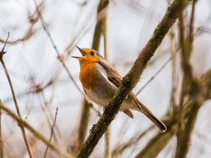 Гласне жице