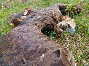 Хапшење због тровања црног супа на Сврљишким планинама