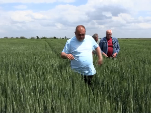 Како ће киша утицати на развој пшенице и јечма