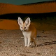 Сисари