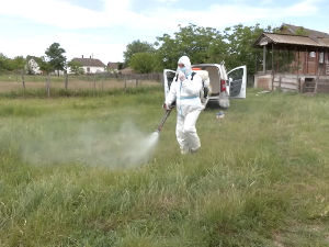 Афричка куга свиња у Прову