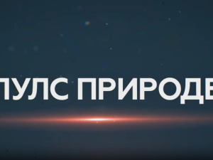 Пулс природе: Дрина сплаварење