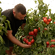 Изузетан род и квалитет парадајза у лесковачкој колтлини, цена испод очекивања