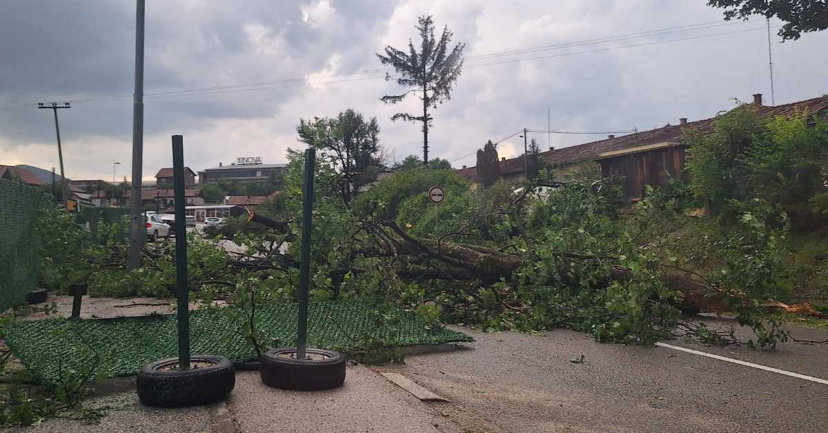 Невреме у Ариљу и Новој Вароши - дрво препречило магистрални пут