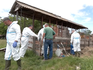 У шабачким селима уз Саву шири се афричка куга свиња