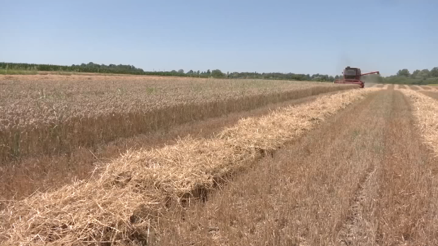 Добри приноси пшенице 