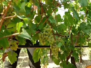 Берба грожђа у Италији почела раније него икада