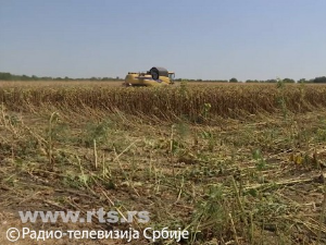 Последице суше у домаћој пољопривреди – прве оцене произвођача и стручњака