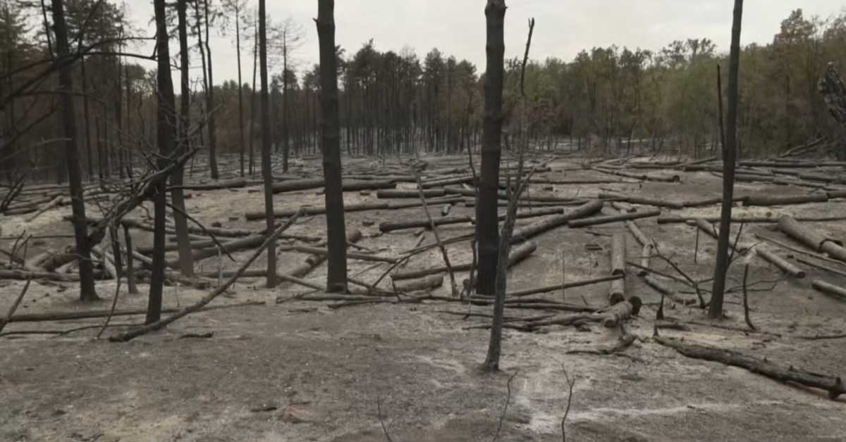 Како обновити шуме и Делиблатску пешчару после пожара – зашто се неће садити бор