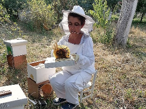 Кликер за... пчеларење