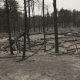 После 52 дана борбе са ватреном стихијом, угашен је пожар у Делиблатској пешчари