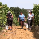 Испуњене бачве и врхунски квалитет: Берба за памћење у Расинском округ