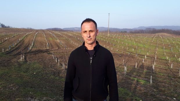 Najveća plantaža šljiva na Balkanu u Loparama