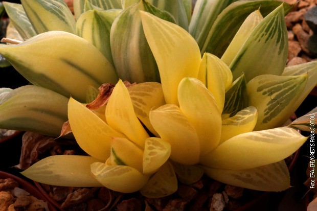 Takođe južnoafrička endemska vrsta – haworthia retusa f. variegata