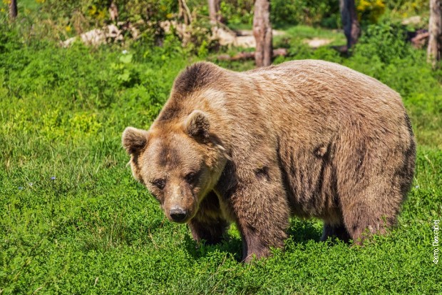 Napadi medveda na ljude su ređi nego što se misli