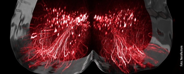 Vizuelizacija stimulisanih neurona