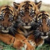 Три тигрића са Суматре рођена у зоо-врту