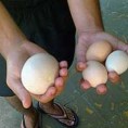 Кокошка са Кубе снела највеће јаје на свету