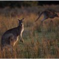 Кенгуром против ефекта "стаклене баште"