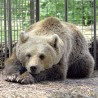 У Румунији дозвољено убијање "градских" медведа