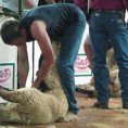 Овца се може ошишати и за 20 секунди