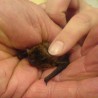 У Србији откривен pipistellus pygmaeus 