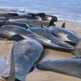 Угинуло 150 насуканих китова