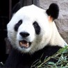 Панда која не трпи незване госте