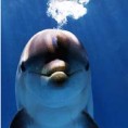 Делфини као подводни кувари