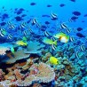Киселост океана угрожава морски живот                       