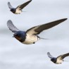 Птице током миграција лете три пута брже