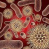 Откривена "стратегија" бактерија против антибиотика
