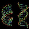 Генска мутација могући узрочник рака простате