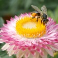 Недостатак пчела угоржава пољопривреду