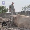 Око магазин: Откуп свиња на часну реч