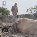 Око магазин: Откуп свиња на часну реч