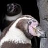 Геј пингвини "усвојили" одбачено јаје